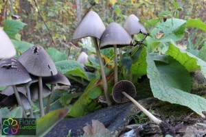 Psathyrella conopilus (1).jpg_product_product